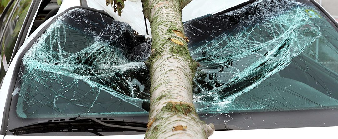 Caída de un árbol en el coche, ¿lo cubre el seguro?
