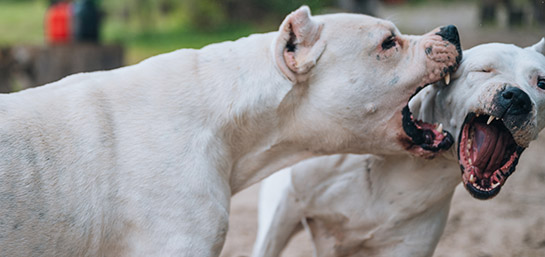 Mi perro ha mordido a otro perro, ¿qué hago?