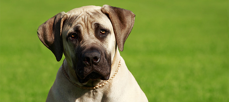 Portal_10 (Mobile) appmapfre