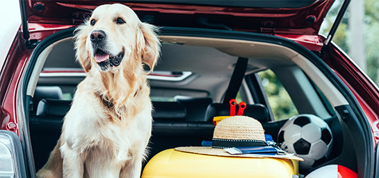 ¿El seguro de viaje cubre a mi mascota?