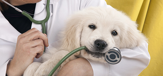 Seguro para Mascotas MAPFRE: Limitaciones y Exclusiones