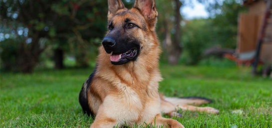 Seguro para Perros de MAPFRE, ¿es adecuado para mi pastor alemán?