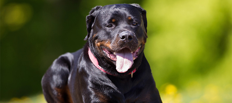 Portal_9 (Mobile) appmapfre