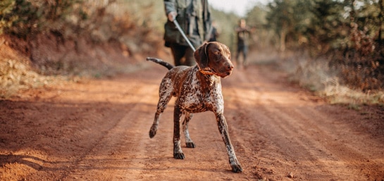 Conseguir el mejor adiestramiento de perros de caza