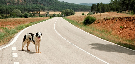 Si atropello a un perro ¿el seguro me cubre?