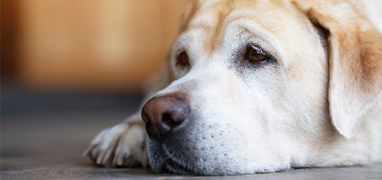 Cuida de tu compañero perruno en la etapa dorada