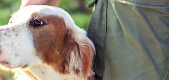 Contratar un seguro de caza