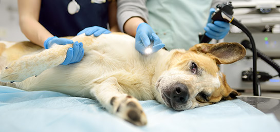 Todo lo que debes saber de la endoscopia en perros