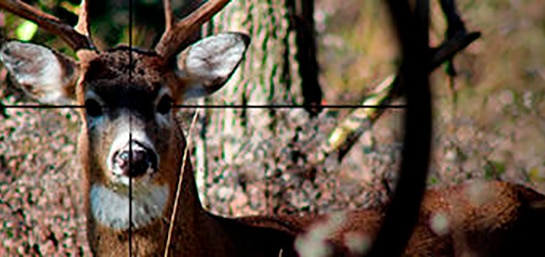 Qué especies puedes encontrar cuándo vas de caza por España