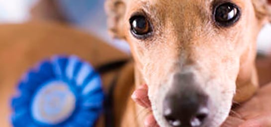 Las cinco razas de perros de compañía más valoradas