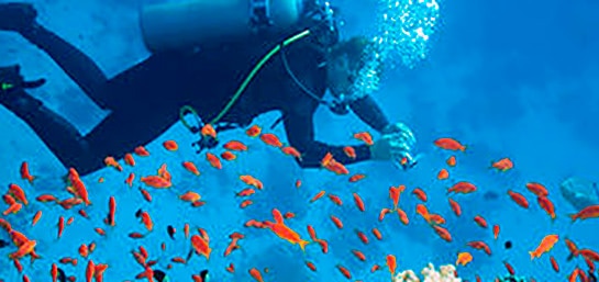 ¿Estoy cubierto por el seguro de viaje si buceo?