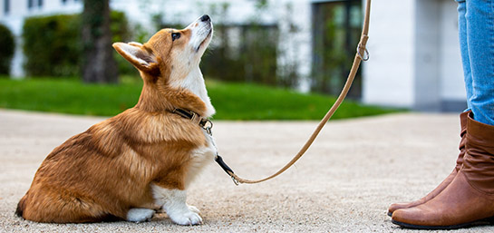 Diarrea en perros, ¿tengo que preocuparme?