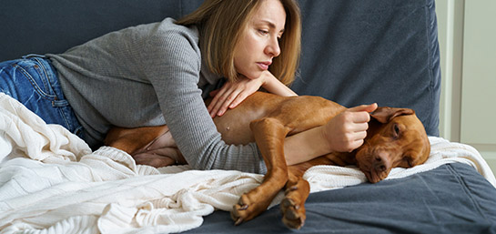 Infección uterina en perras