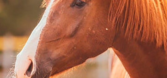 Lesiones más comunes en caballos
