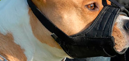 Conseguir la licencia para perros potencialmente peligrosos