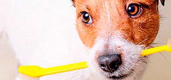Limpieza bucal en perros, ¿es necesaria?