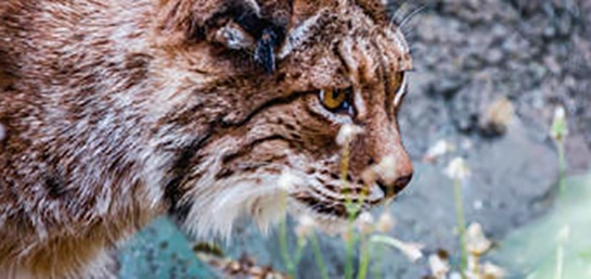 6 animales en peligro de extinción en España