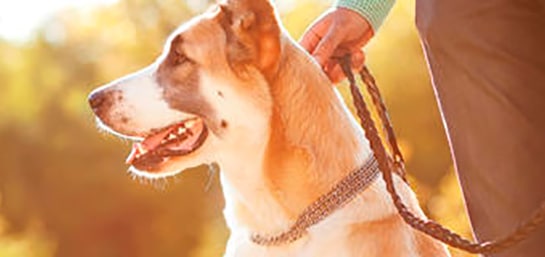 ¿Qué mascotas están obligadas a llevar chip?