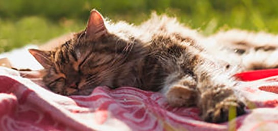 Cómo controlar las garrapatas en los gatos