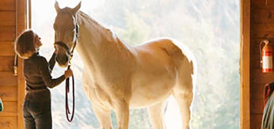 Cuáles son las principales lesiones en los caballos