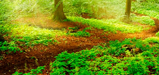 Principales diferencias entre un nicho, una tumba y un columbario