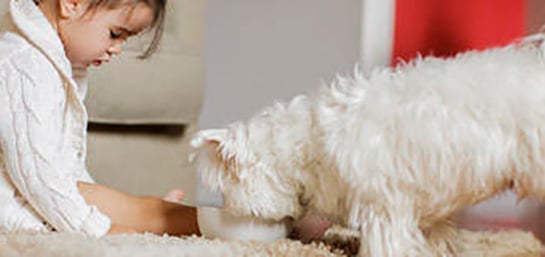 ¿El seguro de hogar incluye al perro?