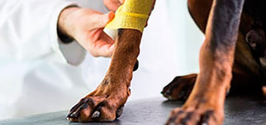 Asistencia veterinaria de urgencia