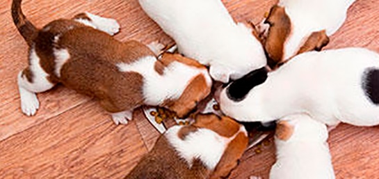 Bancos de alimento para mascotas