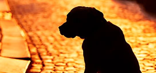 ¿Cómo buscar a tu perro si se pierde?