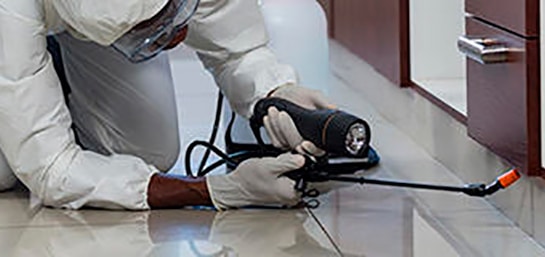 Cómo saber si hay una plaga de insectos en casa