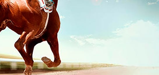 Claves sobre cómo se cuida un caballo de carreras