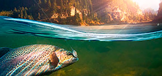 Cómo conseguir la licencia de pesca interautonómica