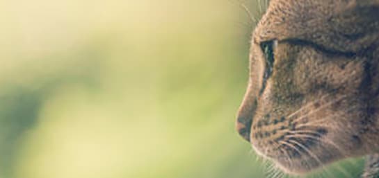 5 tips para contratar el mejor seguro de mascotas