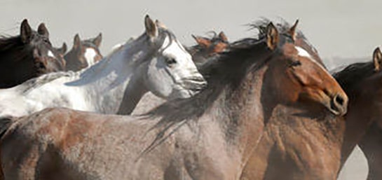 Contratar seguros para caballos