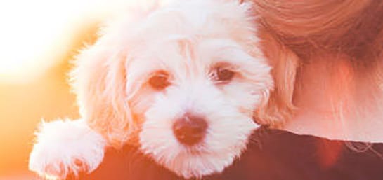 Contratar seguros para perros