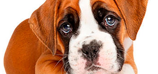 ¿Corte de orejas en perros? No, gracias