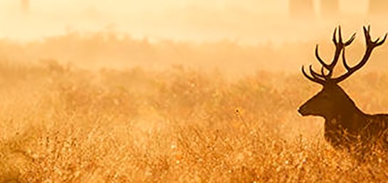 Cotos de caza y otros terrenos cinegéticos