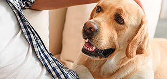 Máximo de mascotas que puede tener una persona