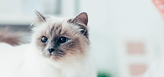 Los servicios de cuidado de mascotas más completos