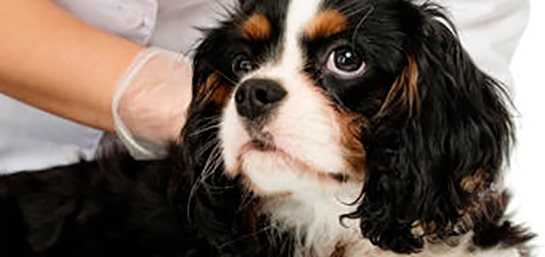 Cómo curar una herida a un perro en 5 pasos