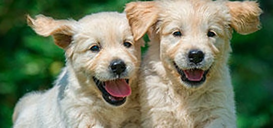 ¿Debería contratar un seguro para cachorros?