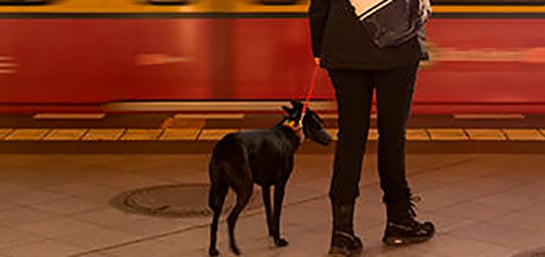 Derechos de tu mascota en el transporte público