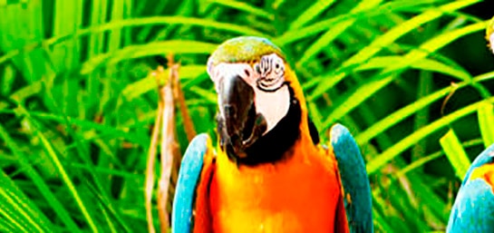 ¿Qué documentación necesitas para transportar aves exóticas?