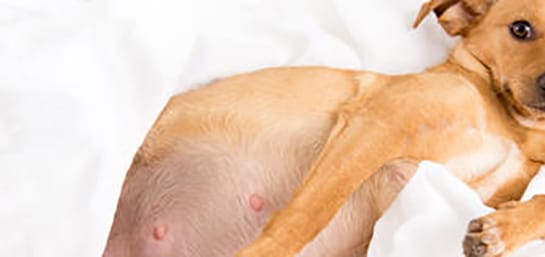 Qué es el embarazo psicológico en perros