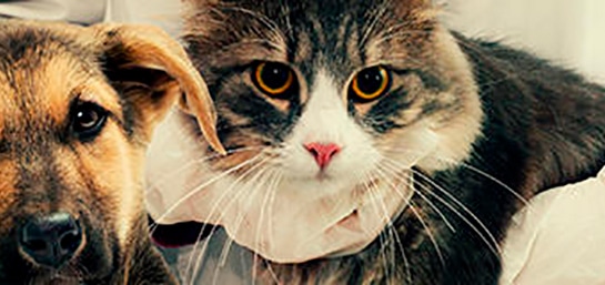 Las 8 enfermedades más comunes en perros y gatos y cómo tratarlas