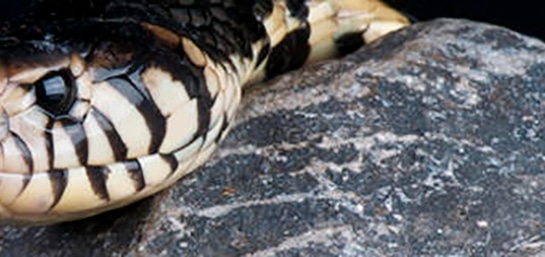 Regulación sobre serpientes domésticas en España