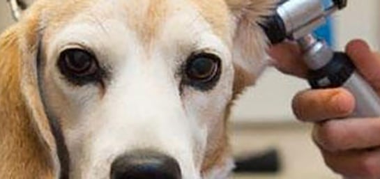 Existen los seguros médicos para mascotas