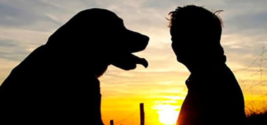 5 tips a seguir cuando fallece tu mascota