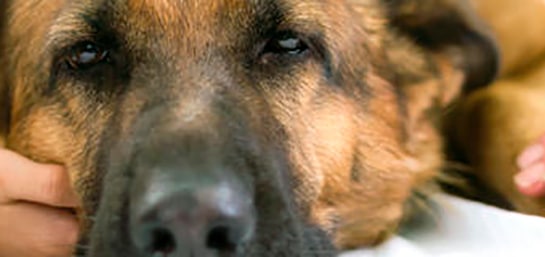 Cómo actuar si tu perro sufre leucemia