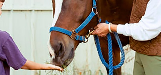 Cómo alimentar a un caballo después de sufrir un cólico